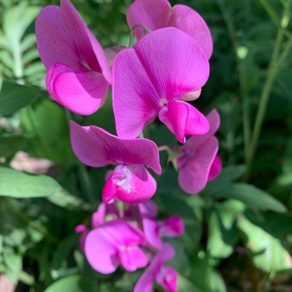 Lathyrus odoratus Цветок