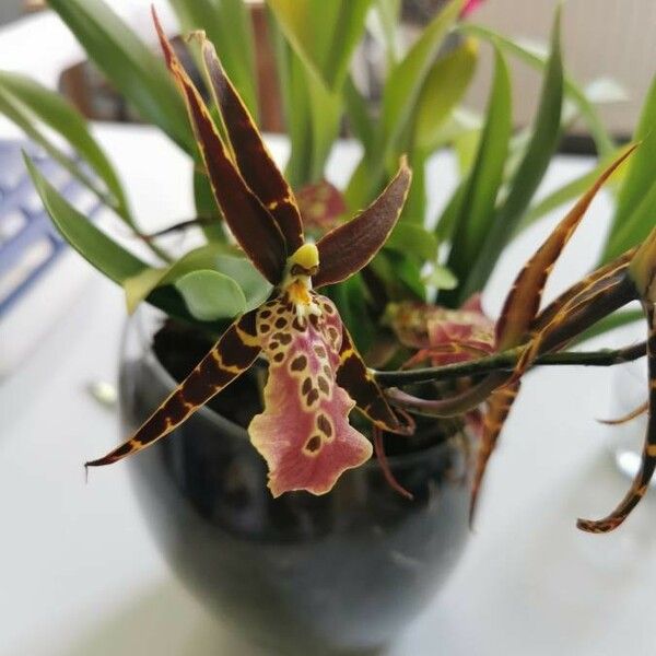 Brassia arachnoidea Cvet