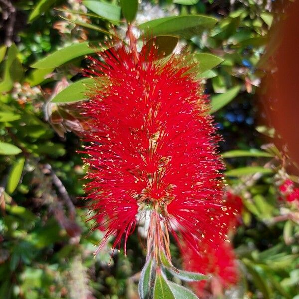 Callistemon citrinus Kukka