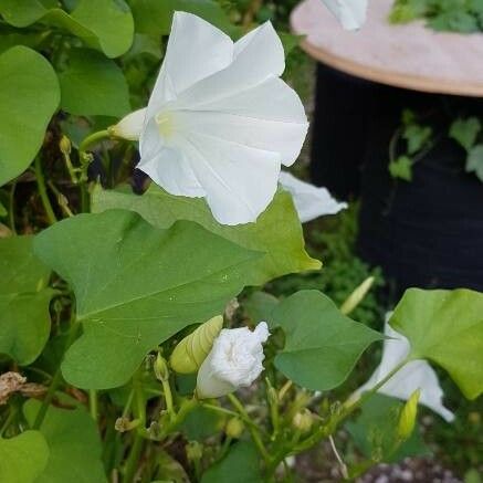 Ipomoea lacunosa Flor