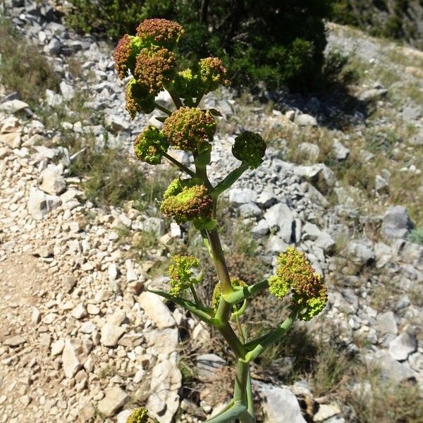 Ferula communis Blodyn