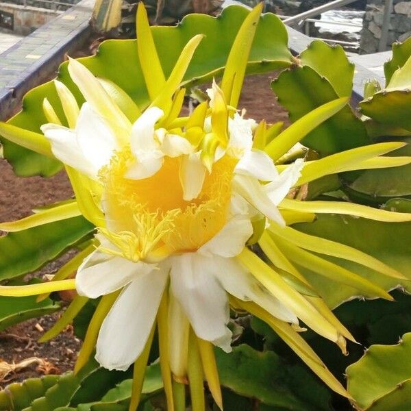 Hylocereus undatus Blomst