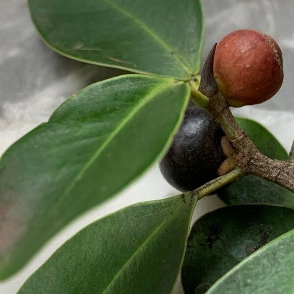Ficus microcarpa फल