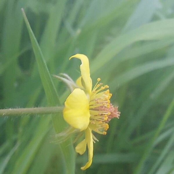 Geum urbanum Flower