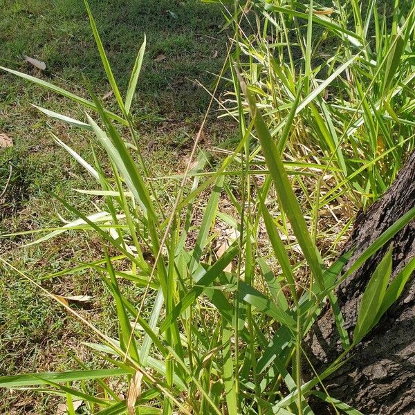 Urochloa eminii Tervik taim