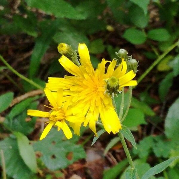 Hieracium umbellatum 花