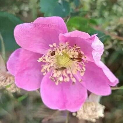 Rosa woodsii Λουλούδι