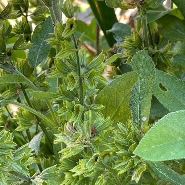 Salvia officinalis Other