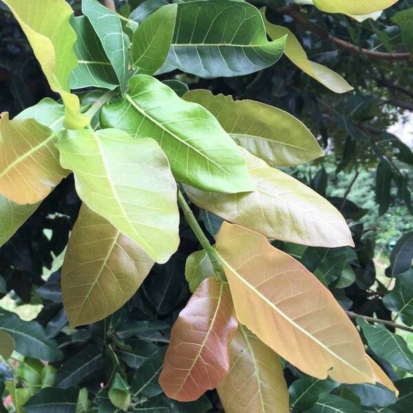 Ficus ingens Leaf