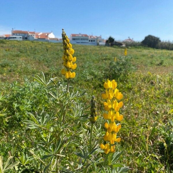 Lupinus luteus Flor