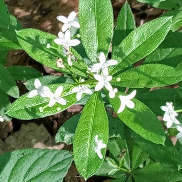 Galium odoratum Цветок