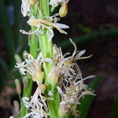 Dracaena zeylanica Flor