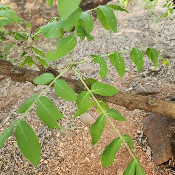 Zanthoxylum chalybeum पत्ता