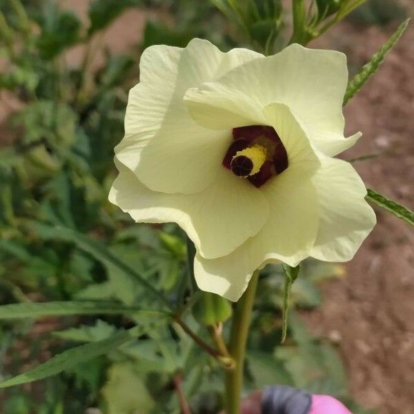 Abelmoschus manihot Λουλούδι