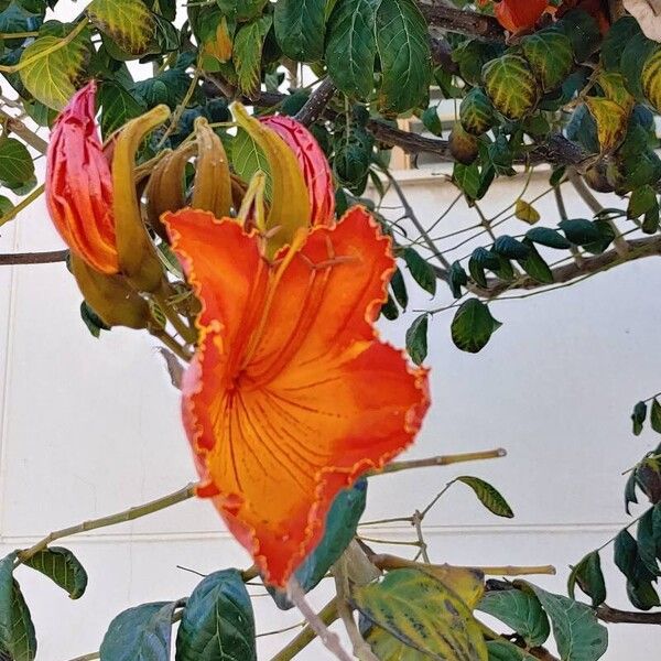 Spathodea campanulata Цвят