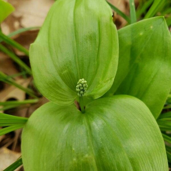 Maianthemum canadense Cvet