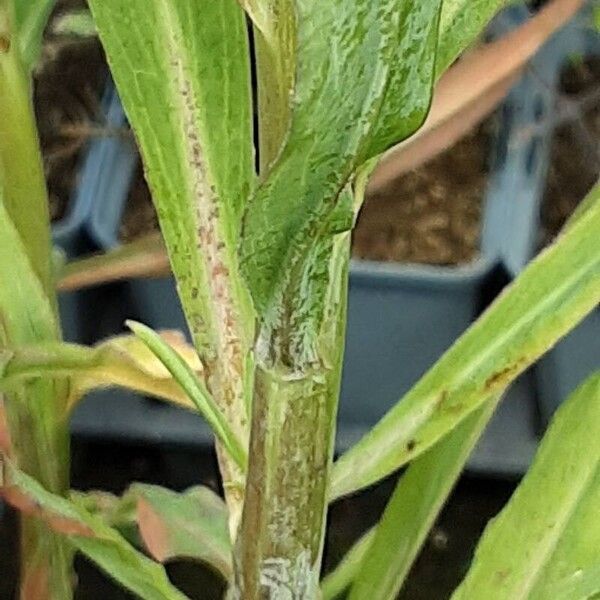 Boltonia asteroides چھال