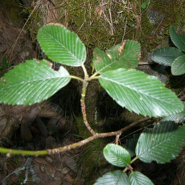 Alnus acuminata Leaf