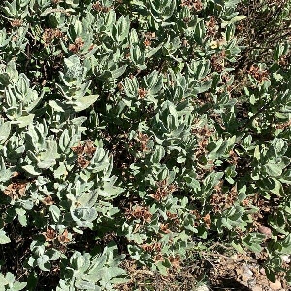 Cistus albidus Hostoa