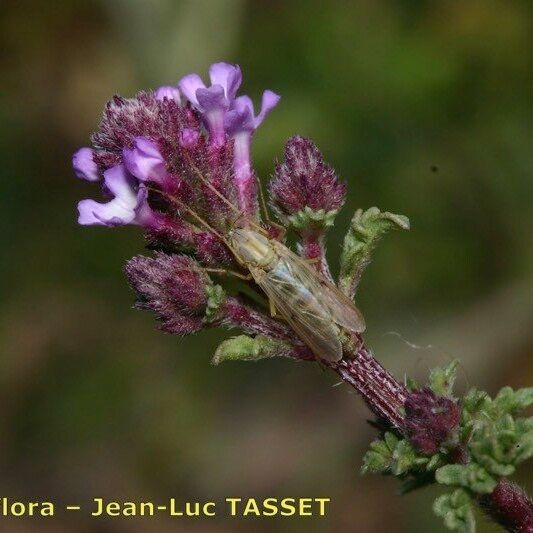 Verbena supina Flors