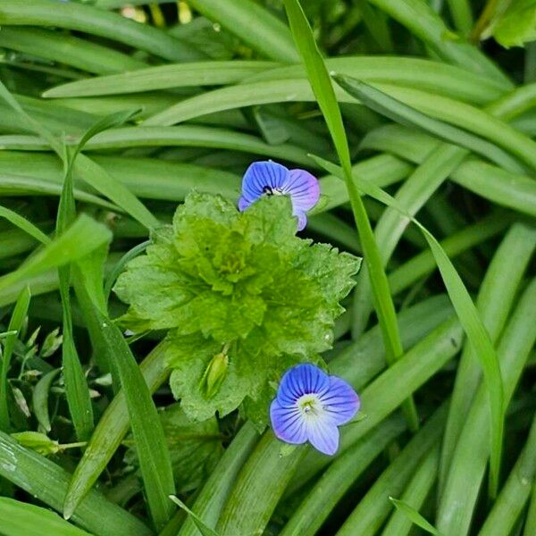 Veronica filiformis फूल