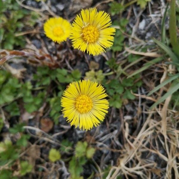 Tussilago farfara Flor