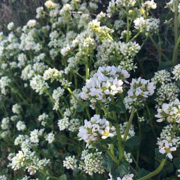 Cochlearia officinalis Flower