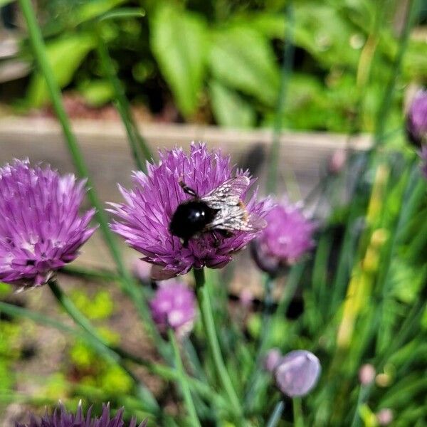 Allium schoenoprasum 花