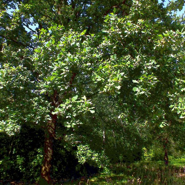 Quercus robur موطن