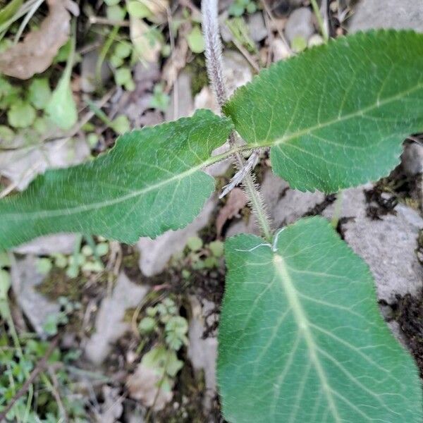 Opopanax chironium Hoja