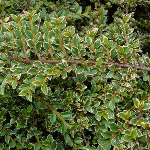 Cotoneaster microphyllus पत्ता