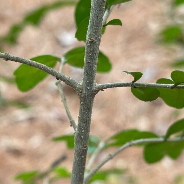 Ligustrum sinense Lubje