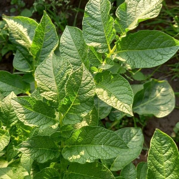 Solanum tuberosum Foglia