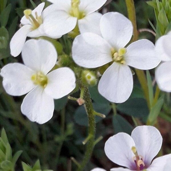 Diplotaxis erucoides Flor