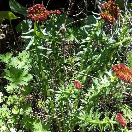 Rhodiola integrifolia Flower