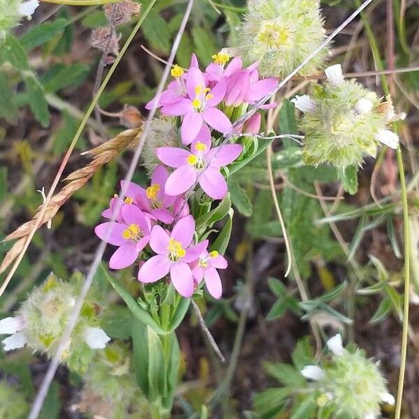 Centaurium erythraea Flower