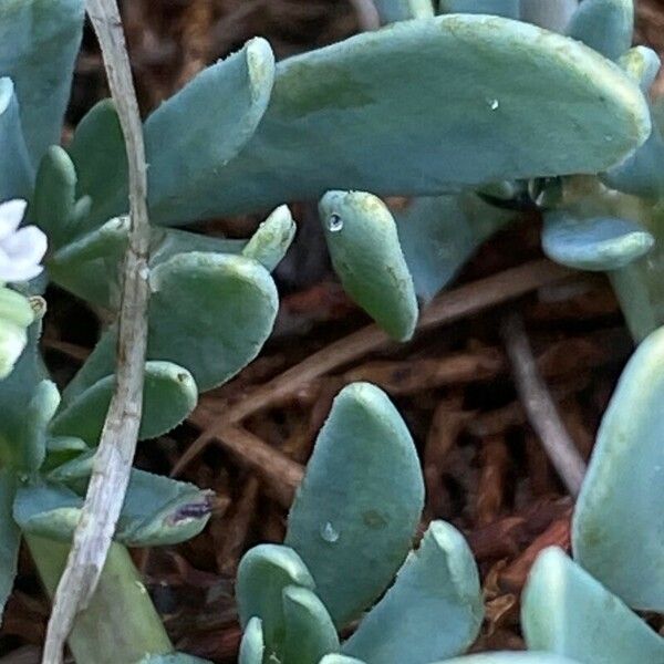 Heliotropium curassavicum Frunză