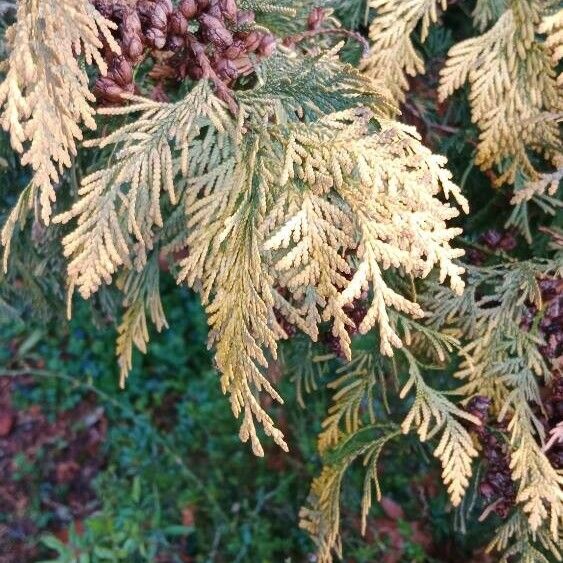 Thuja occidentalis Fuelha