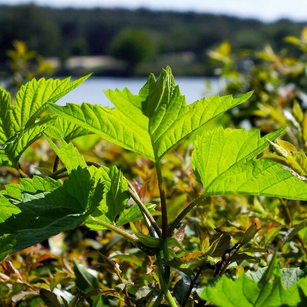 Viburnum sargentii Folha