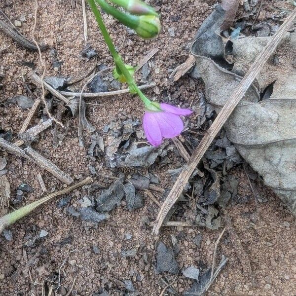 Talinum paniculatum Λουλούδι