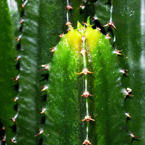 Euphorbia triangularis Hostoa