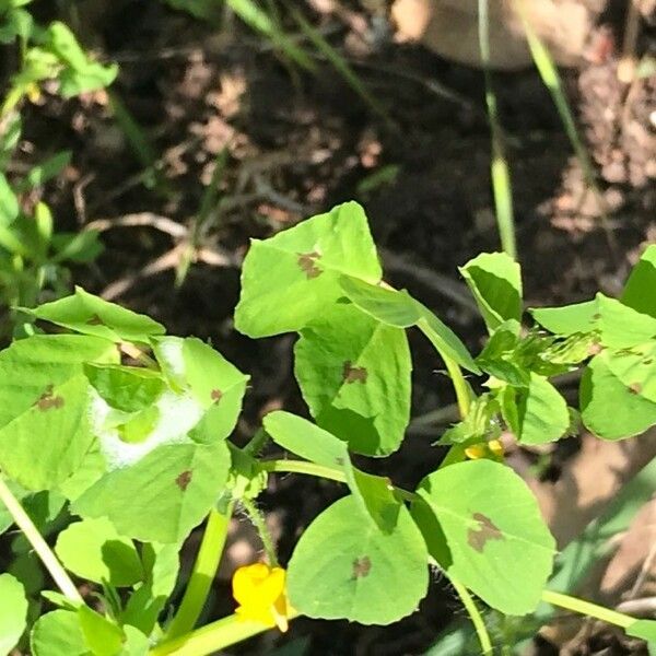 Medicago arabica Leaf