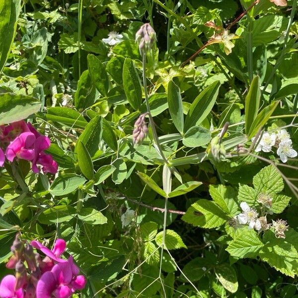 Lathyrus latifolius Hostoa