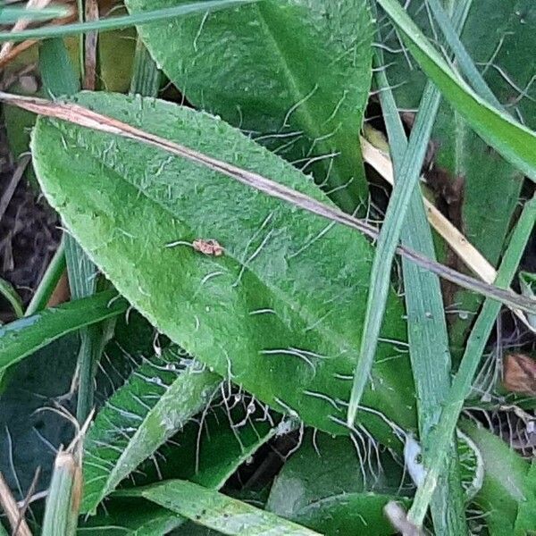 Pilosella officinarum 叶