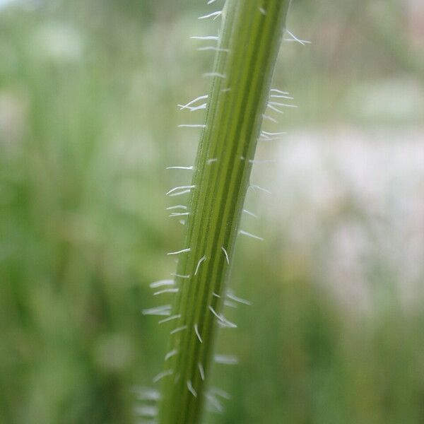 Daucus carota Cortiza