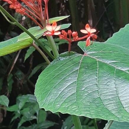 Clerodendrum speciosissimum Fiore