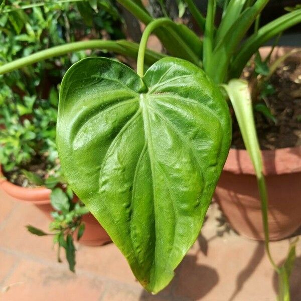 Alocasia cucullata Folha