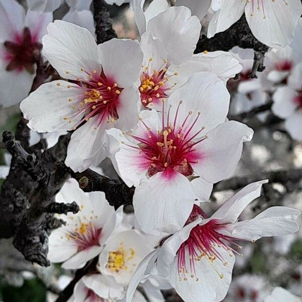 Prunus amygdalus Flor