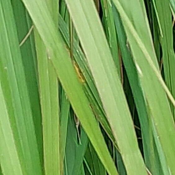 Carex paniculata 叶