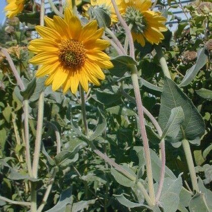 Helianthus mollis 花